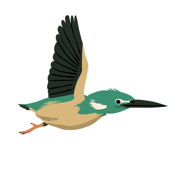 kingfisher gif